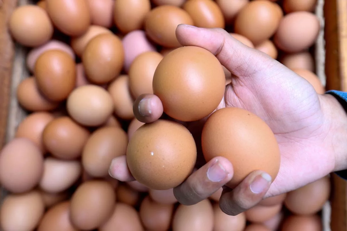 PIHPS Catat Harga Beras Telur dan Cabai Melonjak per 9 September 2026