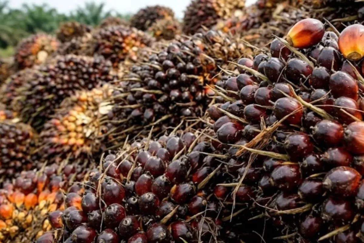 Harga TBS Sawit Plasma Riau Turun Tipis Jadi Rp3.776,16 per Kg
