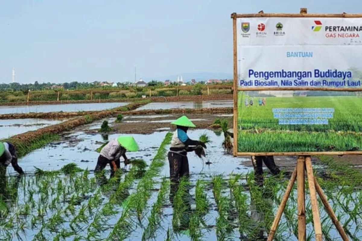 PGN dan BRIN Tingkatkan Ekonomi Lahan Pesisir lewat Minapadi Salin