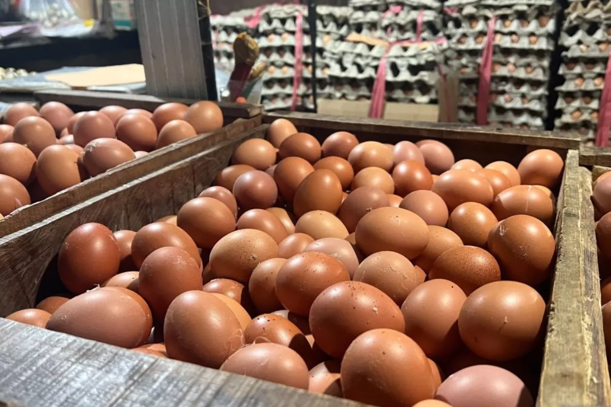 Harga Telur dan Ayam Hidup Pulih, Peternak Terbantu Program Makan Bergizi Gratis