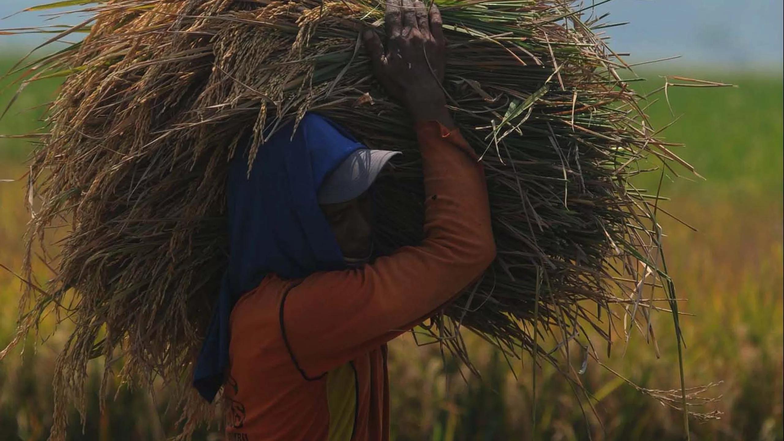 Pemerintah Jaga Harga Gabah Agar Petani Untung dan Konsumen Bahagia