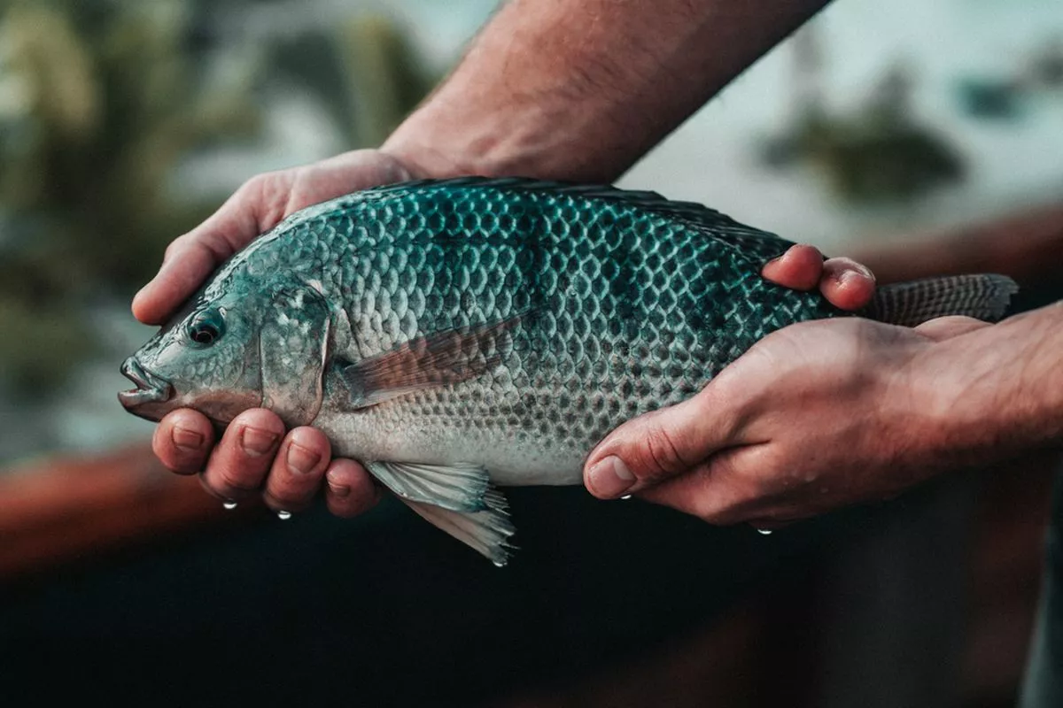 Cara Mengobati Penyakit Bintik Putih pada Ikan Hias Paling Ampuh