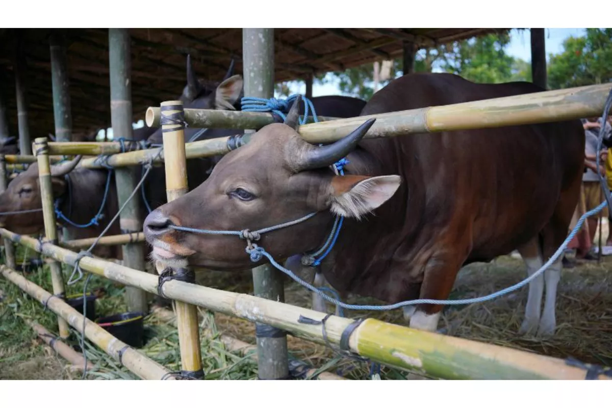 Kendala Utama Ternak Sapi Bali: Solusi Menghadapi Penyakit Endemik