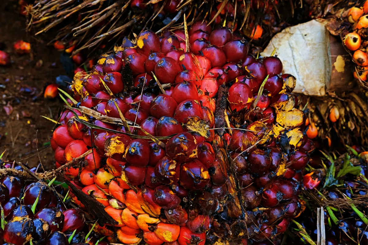 Harga B50 Rp6.800 per Liter, Petani Sawit Khawatir Harga TBS Anjlok
