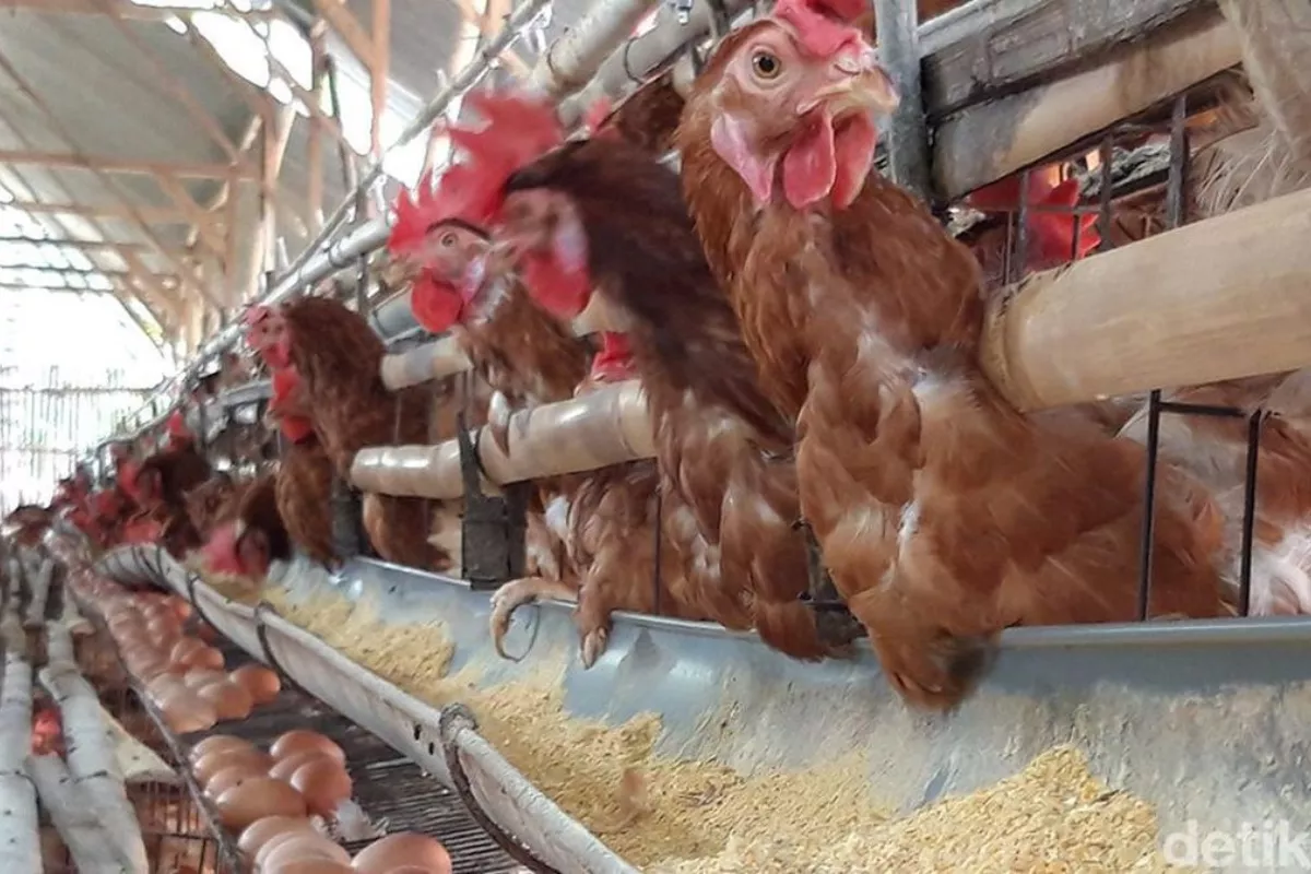 Harga Pakan Impor Naik Biaya Produksi Peternak Ayam Makin Membengkak