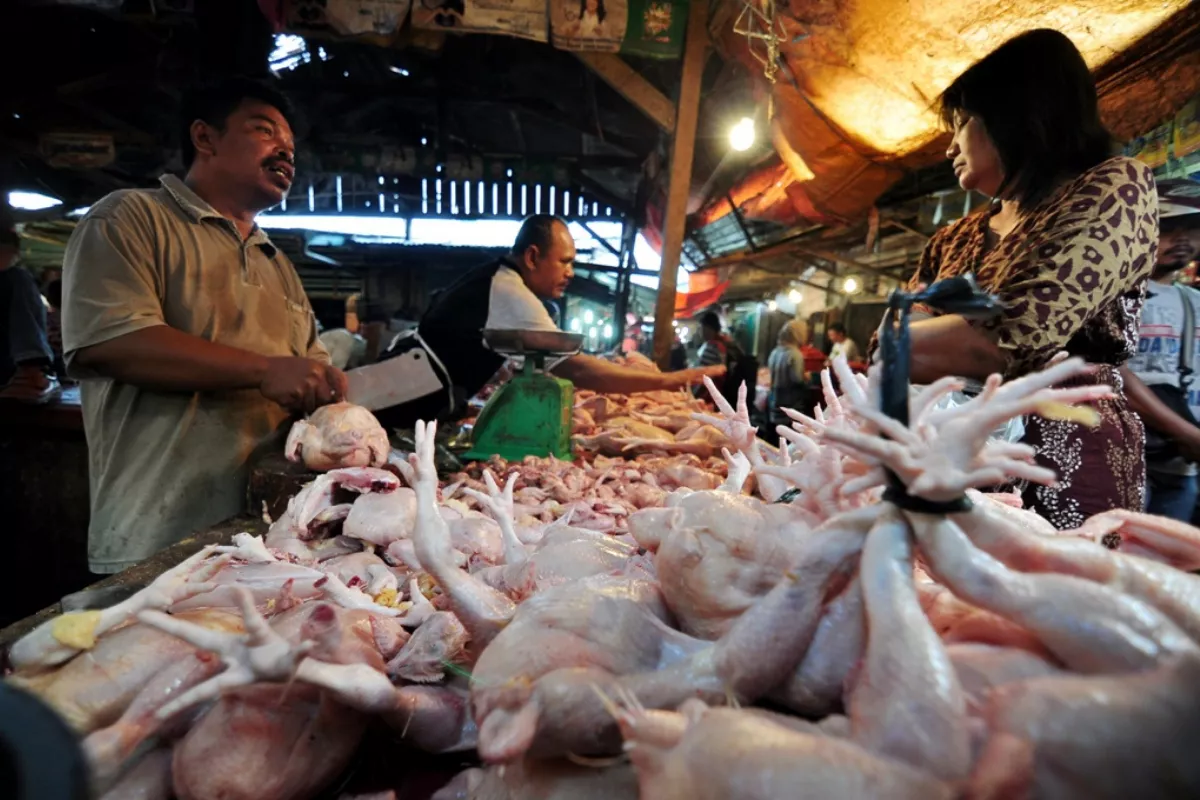 Harga Pangan Naik Lagi Daging Ayam dan Beras Dorong Inflasi Agustus 2026