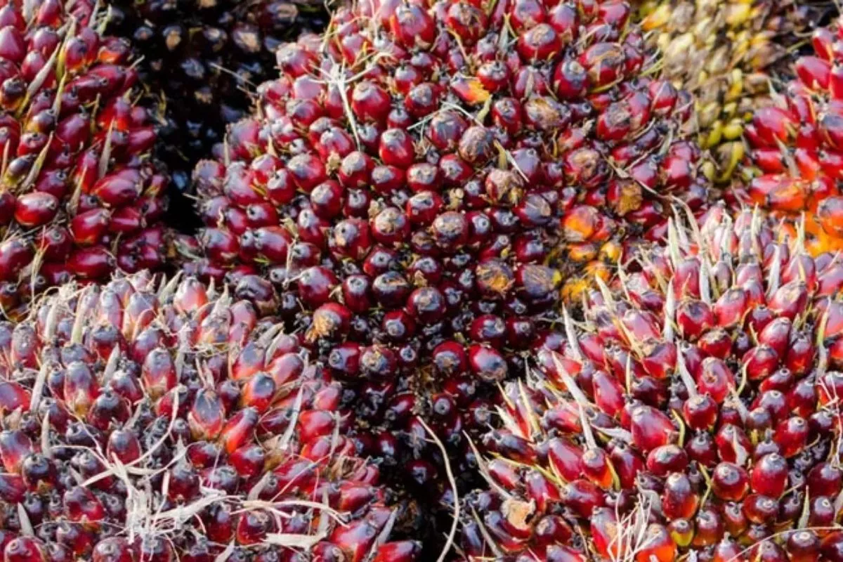 Harga TBS Sawit Dharmasraya Stabil, Tertinggi Rp3.789 per Kg