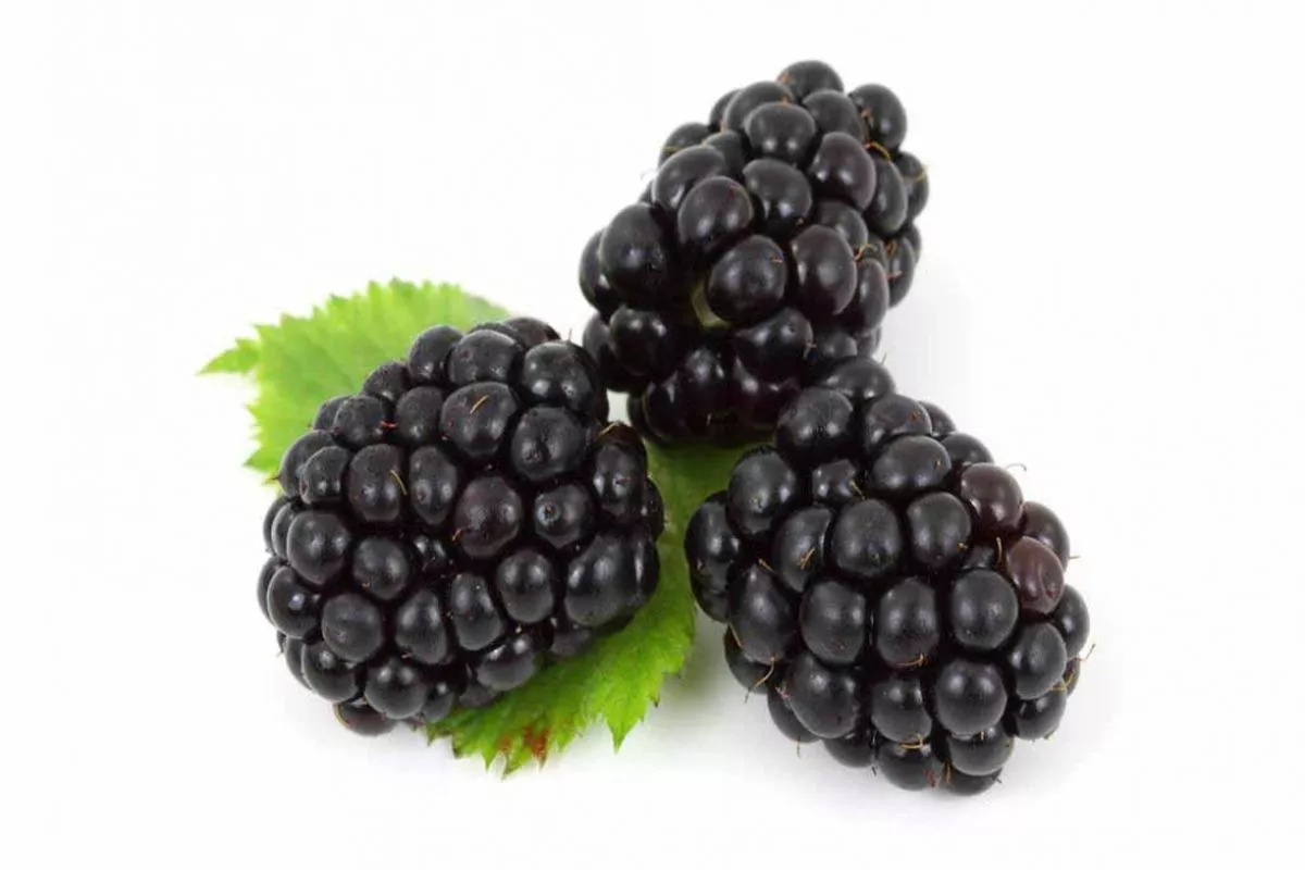 Alasan Raspberry Jadi Buah Terbaik untuk Menurunkan Berat Badan Ini