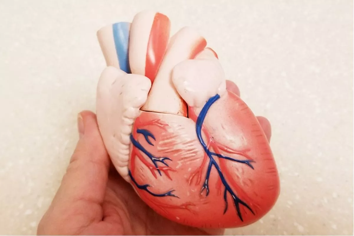 Leadless Pacemaker: Solusi Alat Pacu Jantung Bagi Pasien Rentan