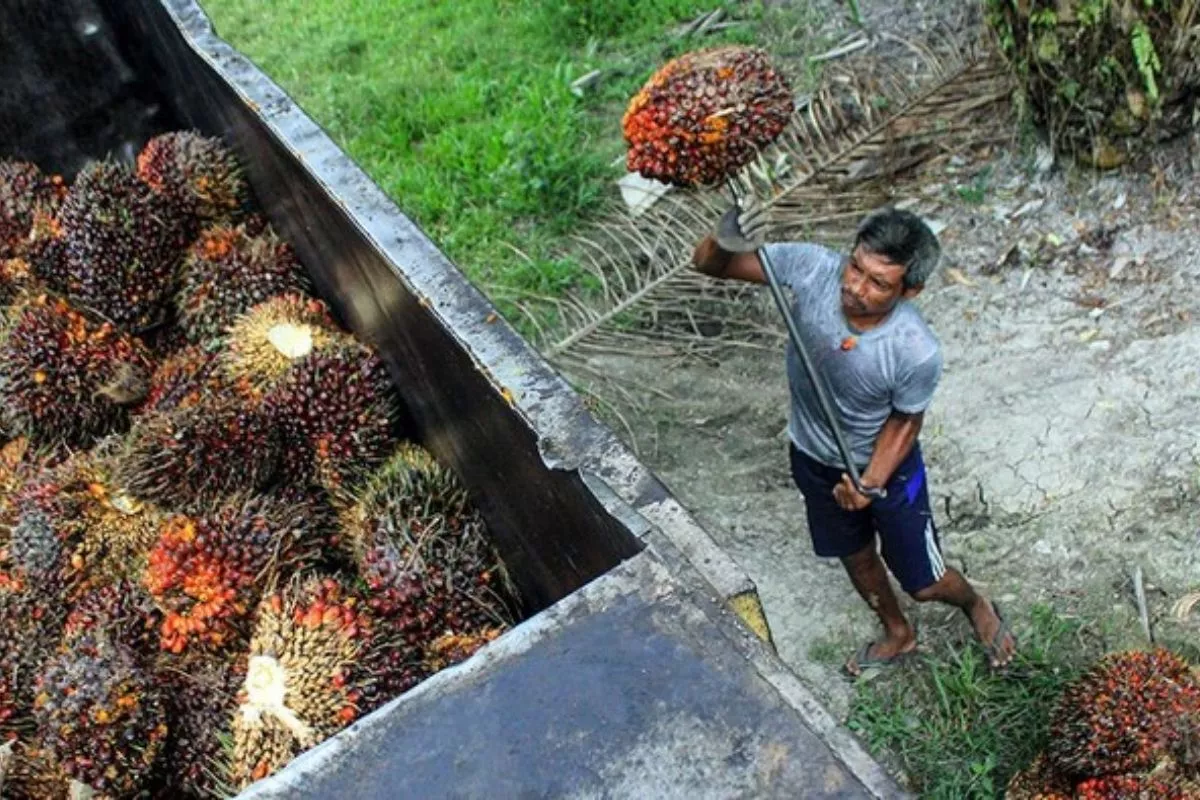 Rincian Harga TBS Sawit Sumut Periode 19-25 Agustus 2026