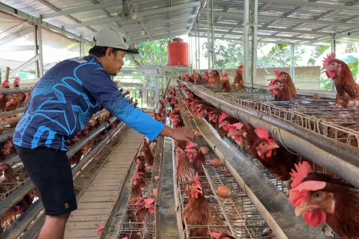 Harga Telur Turun Jadi Rp21.000, Biaya Pakan Malah Melambung
