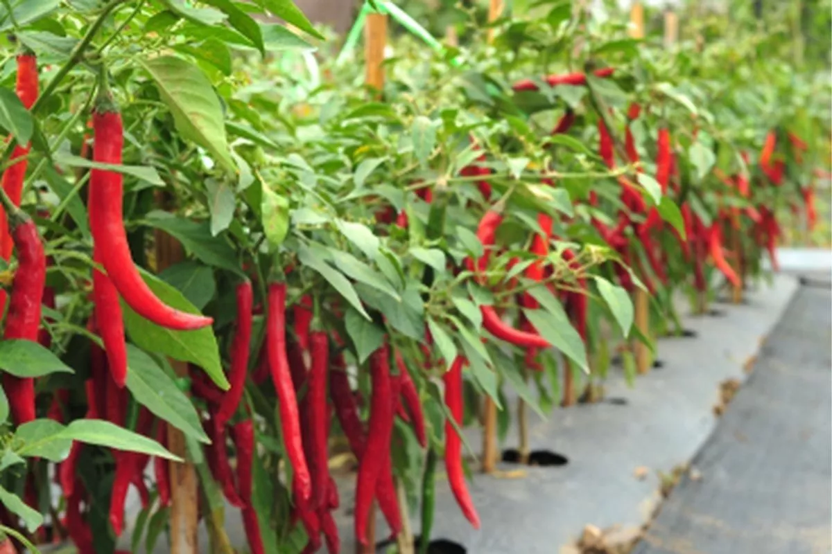Tips Mudah Berkebun Cabai di Dalam Ruangan Meski Lahan Terbatas