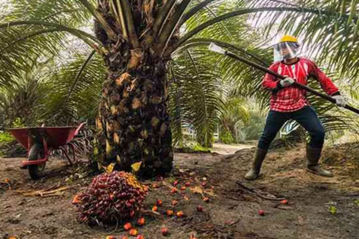 Harga TBS Sawit Petani Swadaya Riau Naik Tipis Pekan Ini