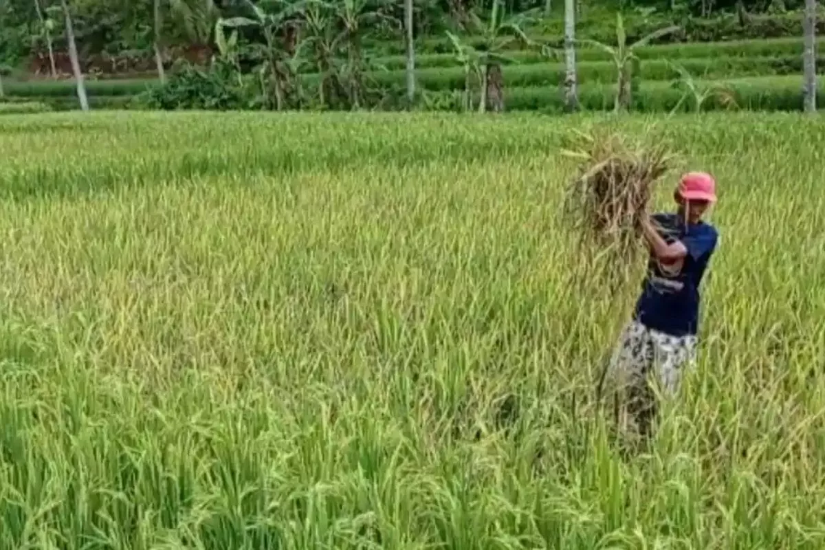 Stok Pangan Jawa Barat Diklaim Aman Hingga Ramadhan 2027