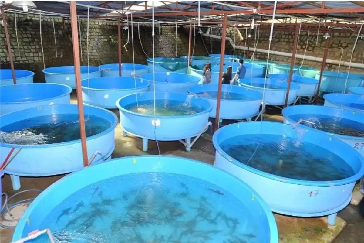 Bisnis Bibit Lele di Badung Bali Berkembang Pesat Capai 360.000 Ekor