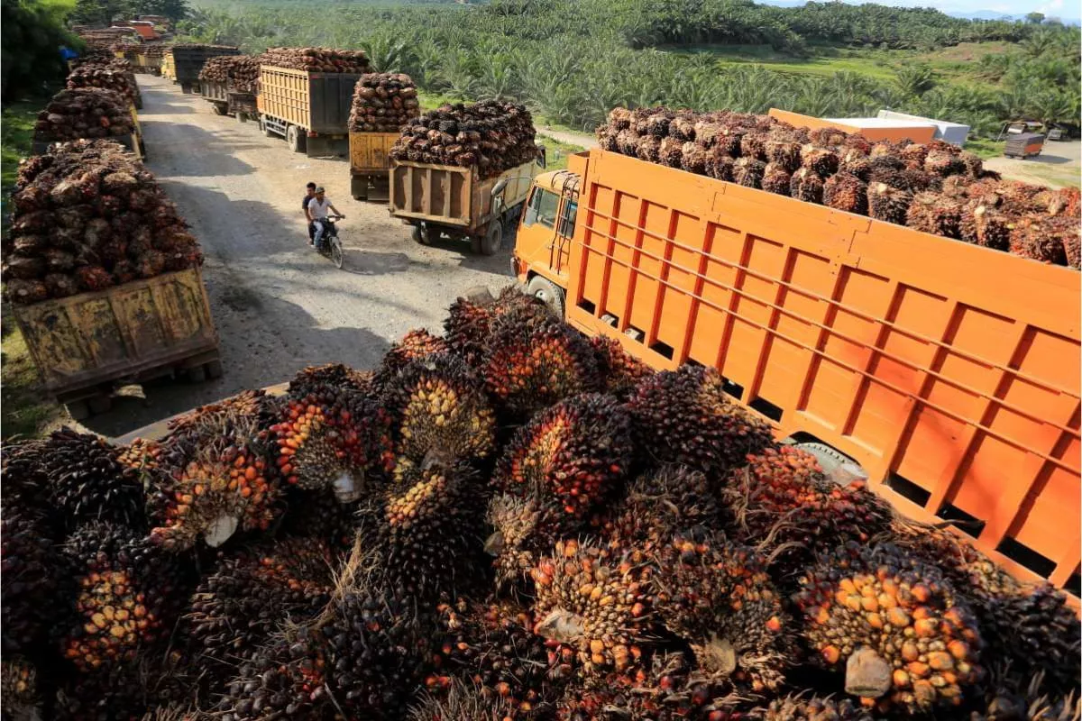 Komoditas Global Tertekan, Harga CPO Turun 1,45 Persen