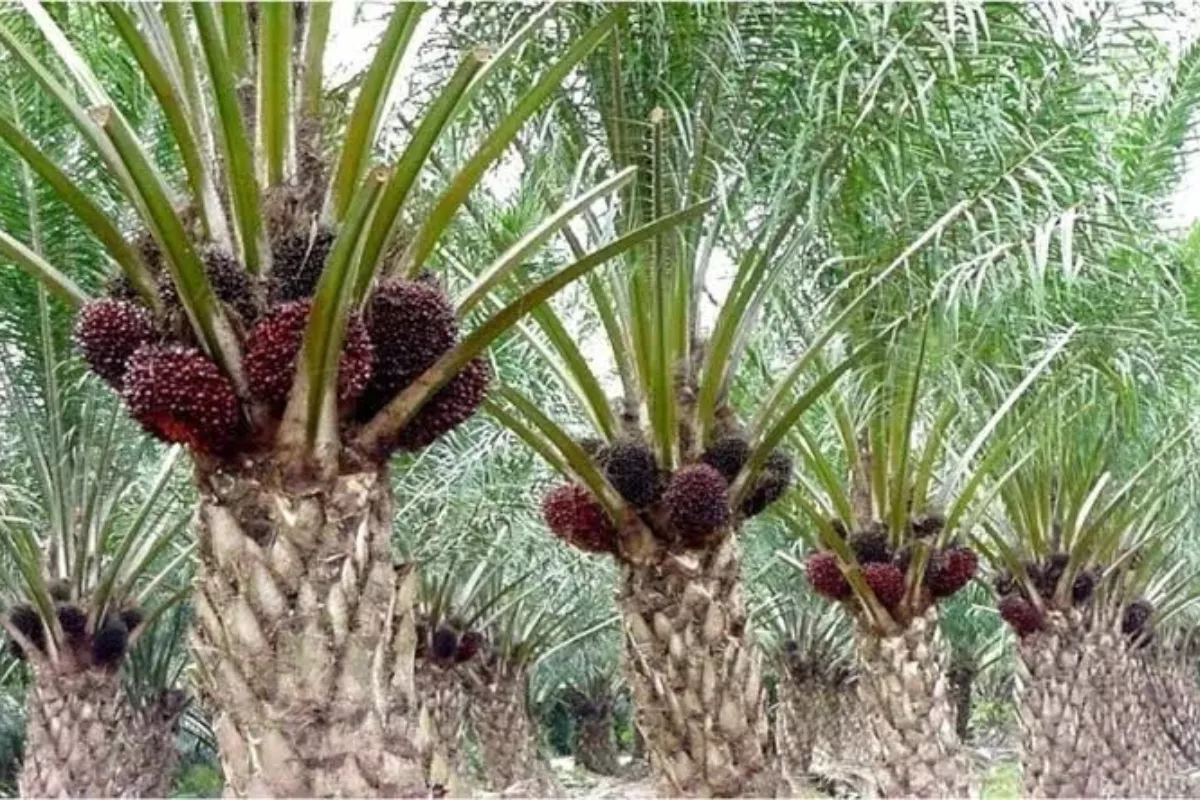 Petani Sawit Jambi Tolak Moratorium PKS, Khawatir Ongkos Mahal