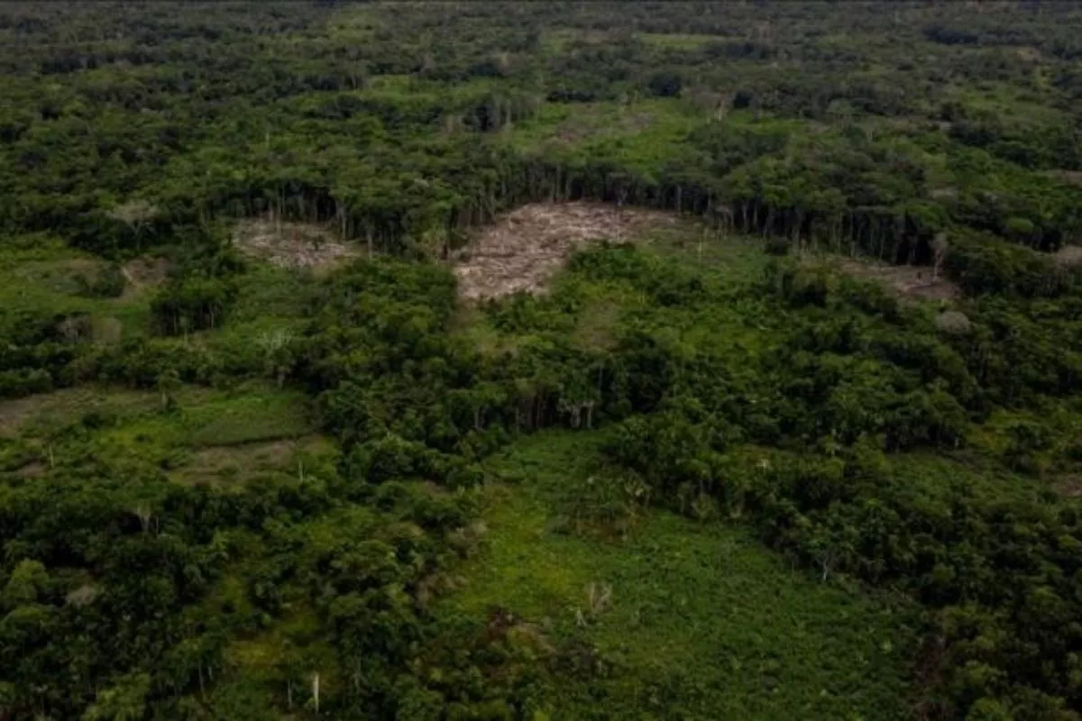 APHI Anjurkan Pemegang PBPH Manfaatkan Permenhut 6/2026 untuk Proyek Karbon
