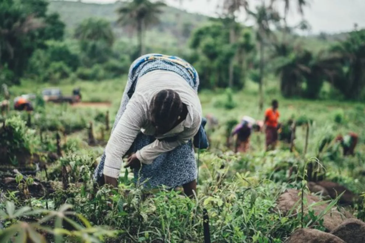 Sinergi Perbankan Dorong Kemandirian Keuangan Petani Minsel