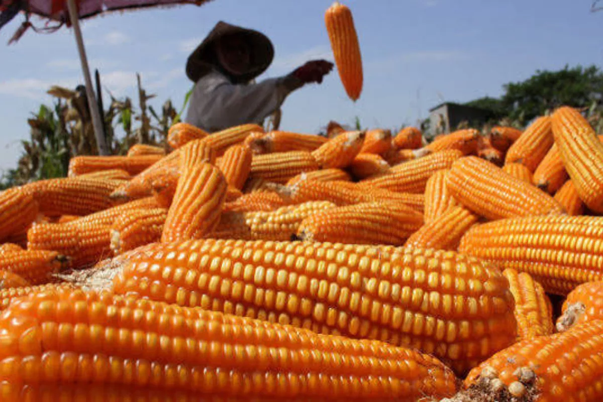 Harga Jagung dan Kedelai Turun akibat Prospek Panen AS Membaik