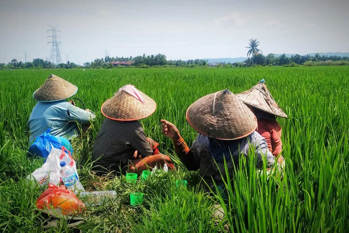 Biaya Produksi Turun, Nilai Tukar Petani Naik pada Juli 2026
