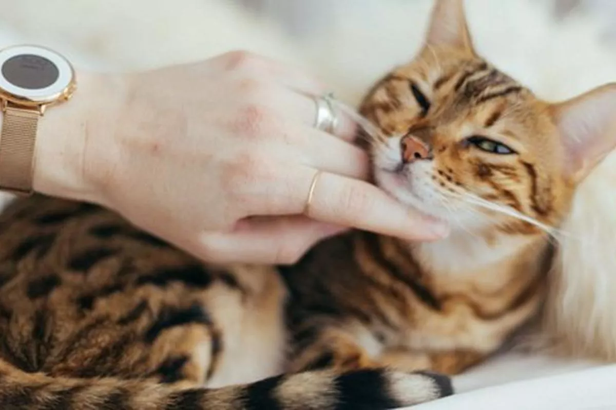 7 Kepribadian Unik Pecinta Kucing, Benarkah Cenderung Lebih Cerdas?