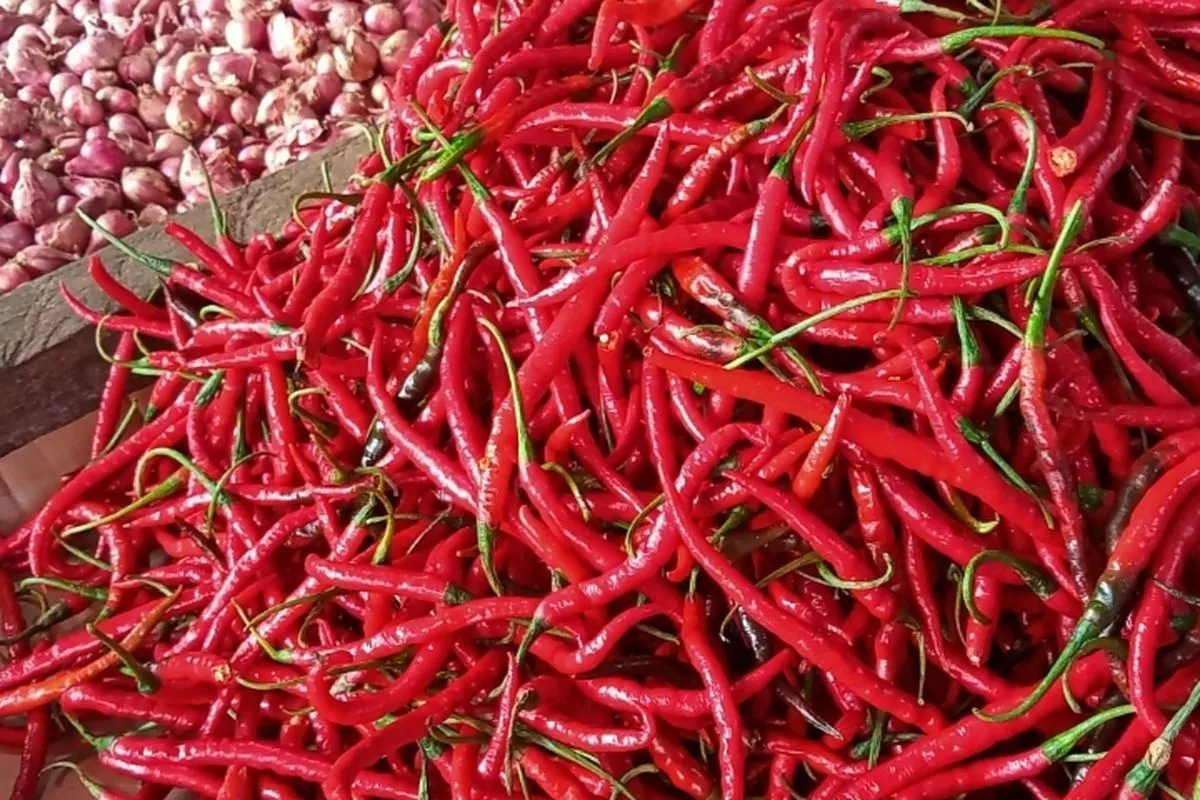 Harga Pangan 13 Agustus Cabai Rawit Merah Naik Jadi Rp61.700 per Kg