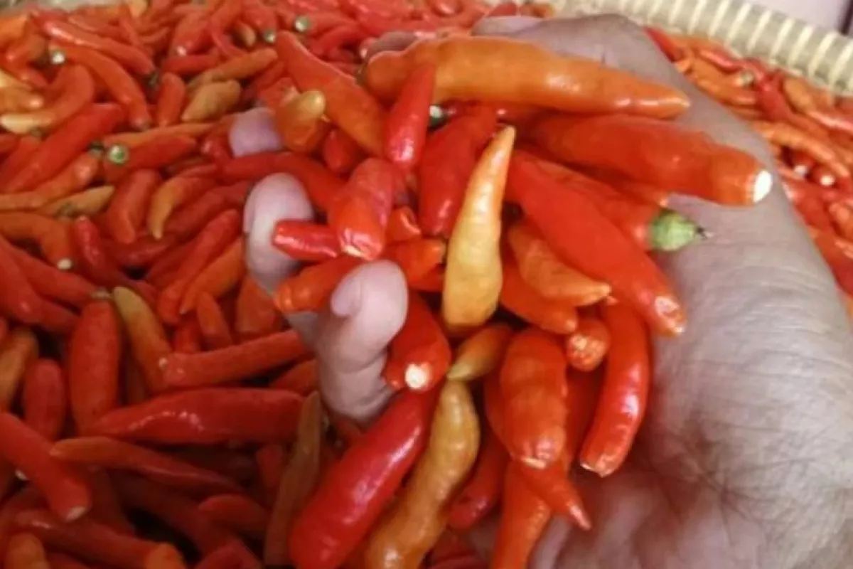 Harga Cabai Rawit Rp59.850 dan Telur Ayam Rp28.950 per Sabtu Pagi