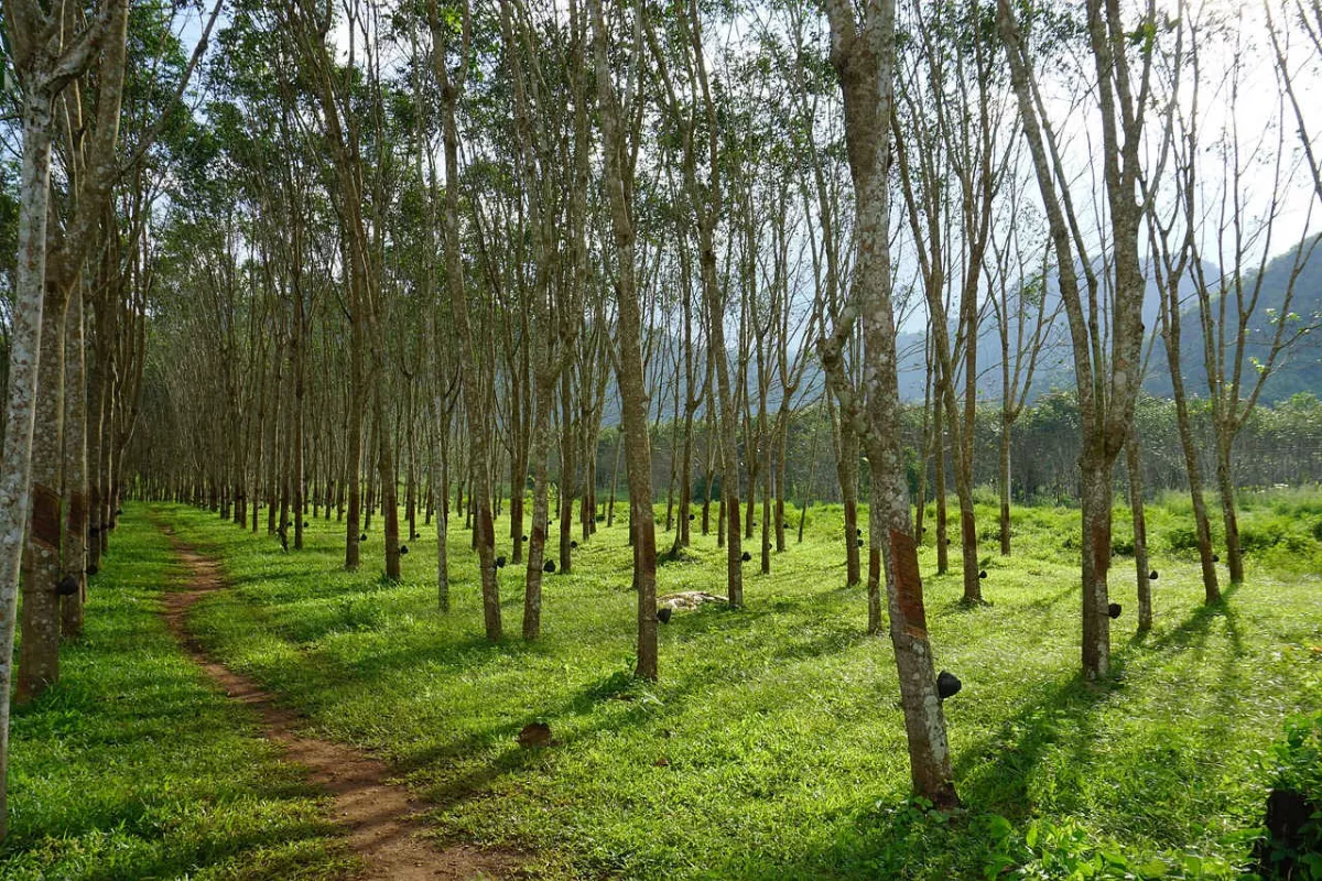 Getah Karet Tembus Rp17.500 per Kg, Petani Tanjung Medan Optimistis