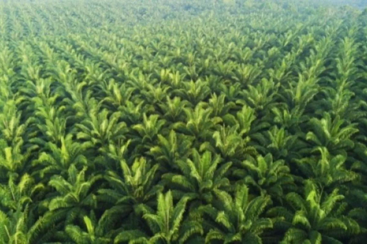 Petani Sawit Minta Rencana Mandatori B50 Dikaji Ulang