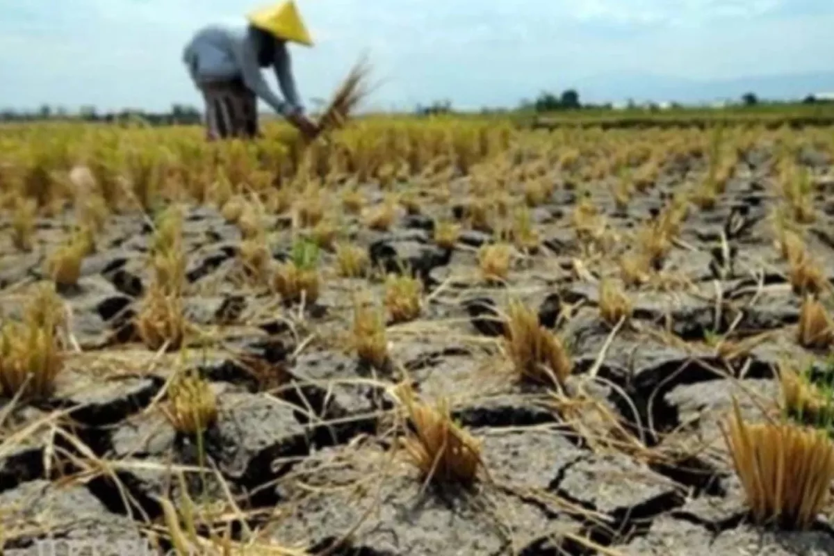Bappenas: El Nino Ancam Padi dan Sawit, Dongkrak Garam dan PLTS