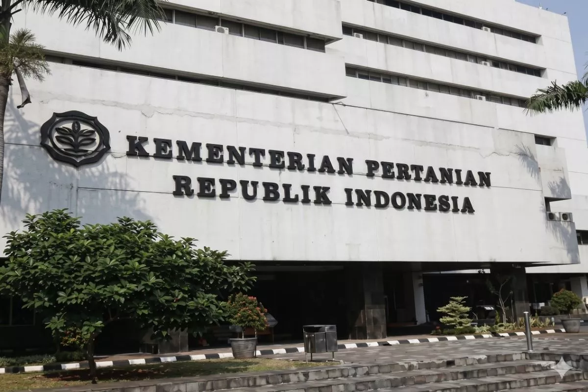 Program Bongkar Ratoon Targetkan Kenaikan Rendemen Tebu 2 Persen