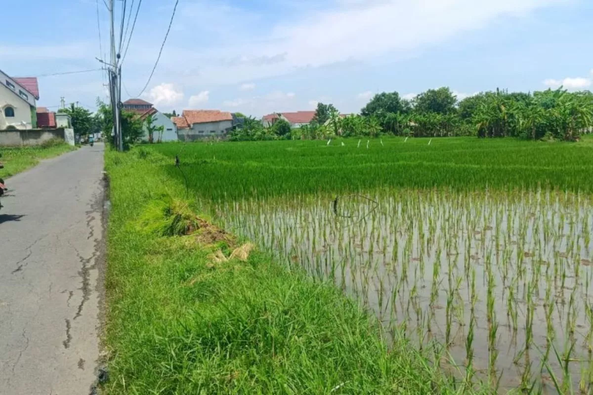 Pastikan Tata Ruang, Pemkab Cirebon Kaji Batas Lahan Pertanian