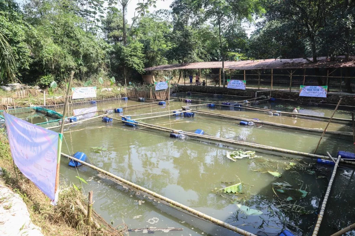 KKP Kembangkan Budi Daya Ikan Tematik untuk Pasok Program MBG