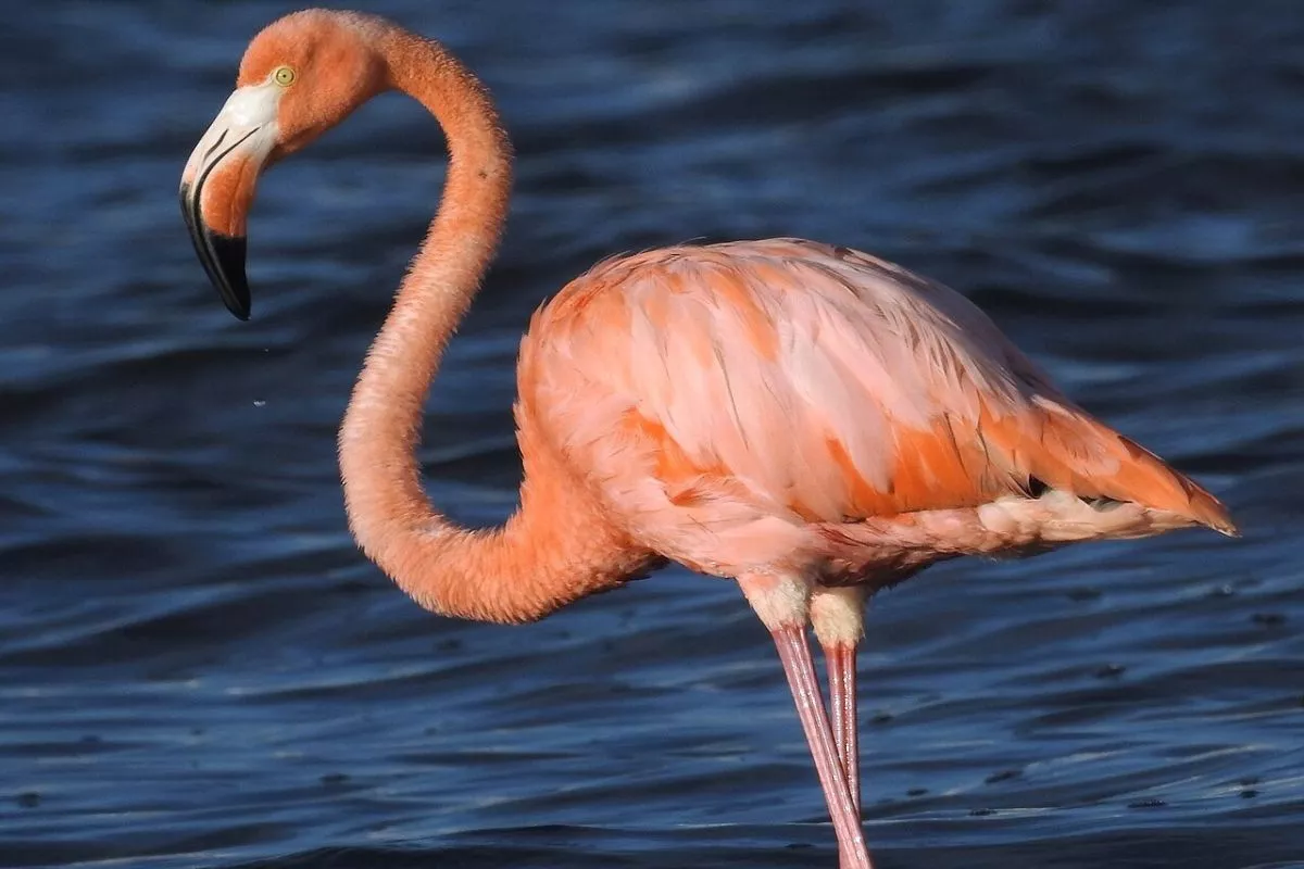 Flamingo Era dan Fase Perubahan Emosional Setelah Menjadi Ibu