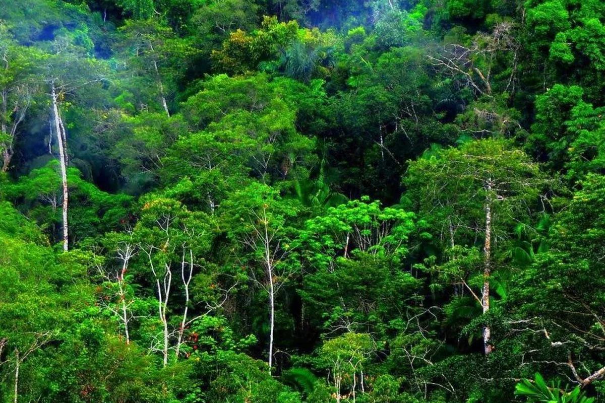 Hutan Tropis Jadi Penyerap Karbon, Namun Hasil Riset Ini Berbeda