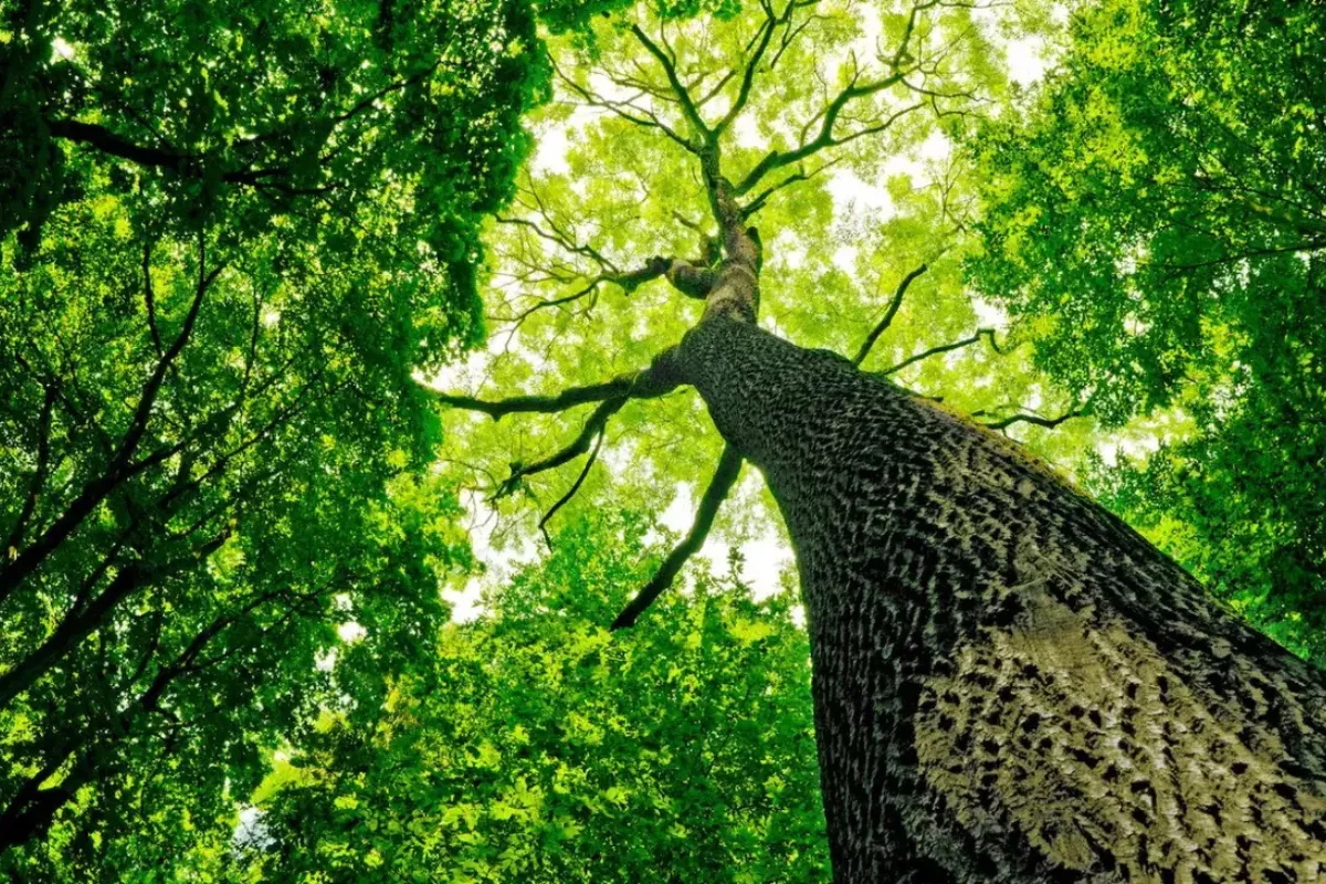 Studi Terbaru Ungkap Hutan Tropis Serap Karbon Lebih Sedikit