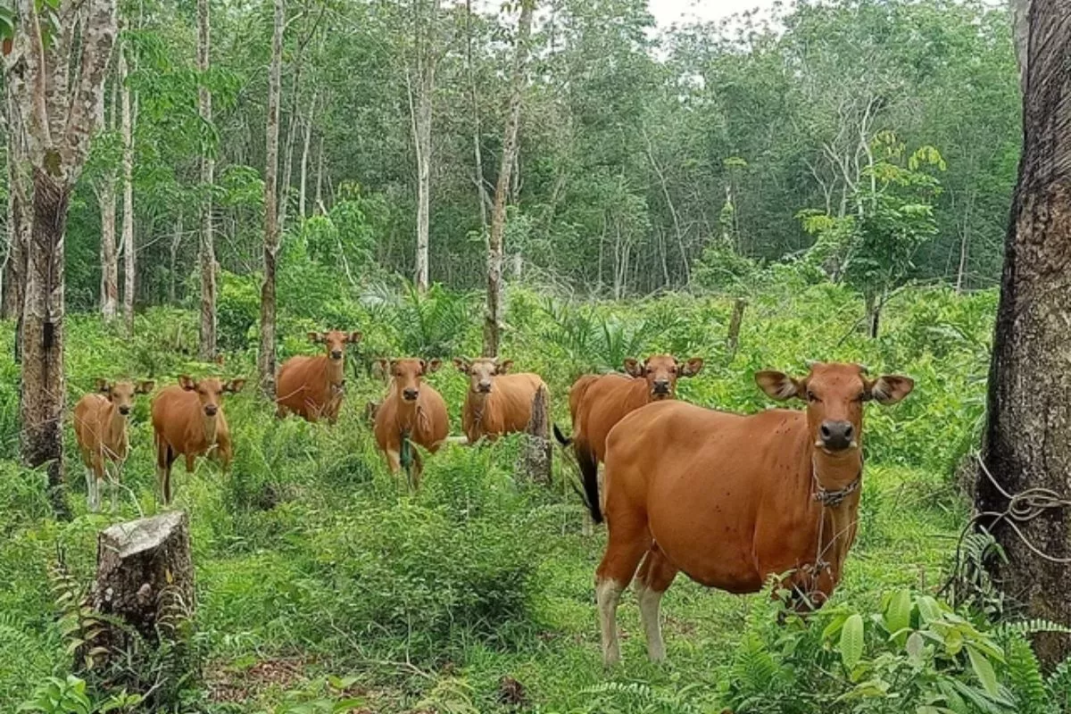 Warga Kukar Kelola Hutan Lewat Tani-Ternak Terpadu