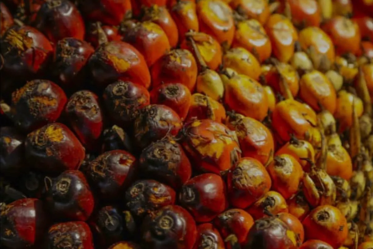 Harga CPO Bursa Malaysia Naik, Dorong Penguatan Saham Sawit
