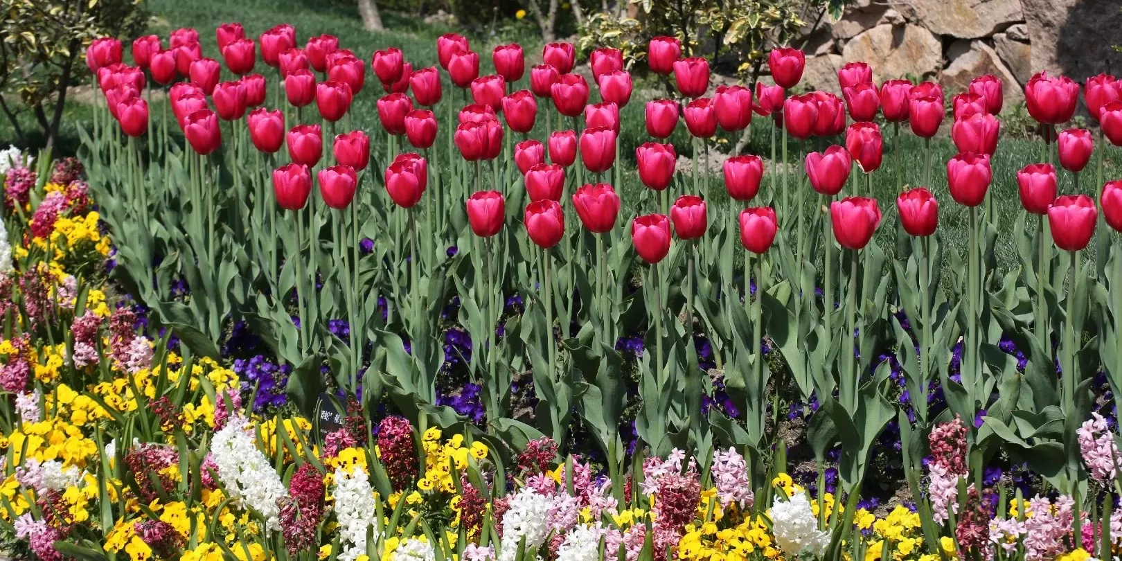 Panduan Lengkap Cara Merawat Bunga Tulip Agar Tumbuh Subur Di Indonesia