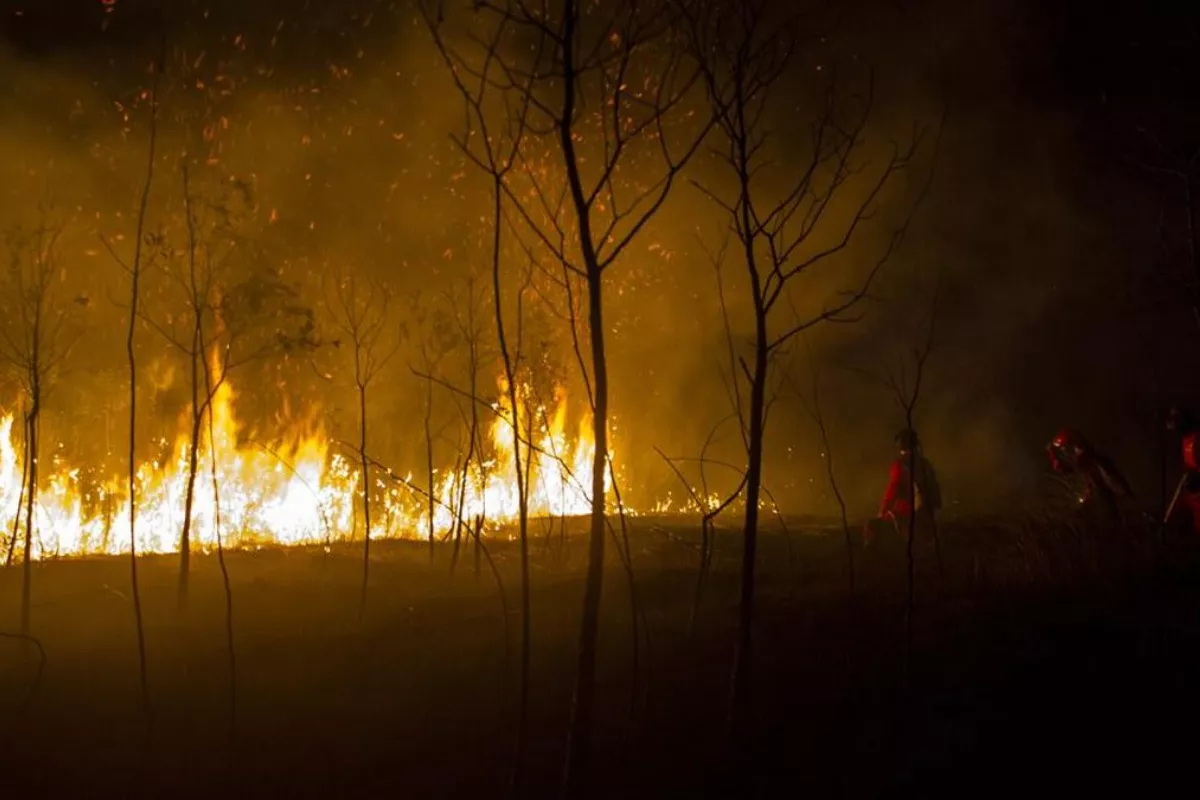 3.704 Titik Panas Terdeteksi di Kalimantan Barat, Ketapang Tertinggi