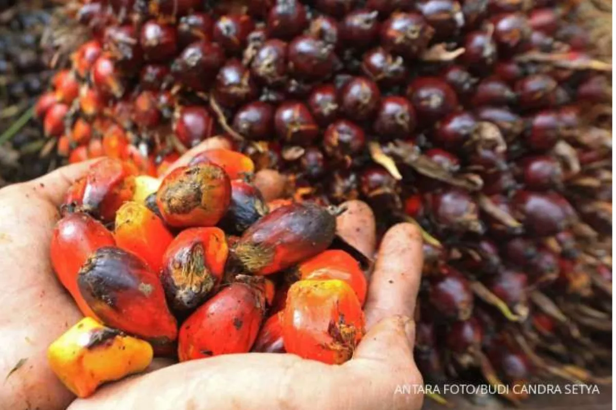 El Nino Berpeluang Kerek Harga Sawit, Dampak ke Produksi Muncul 2027
