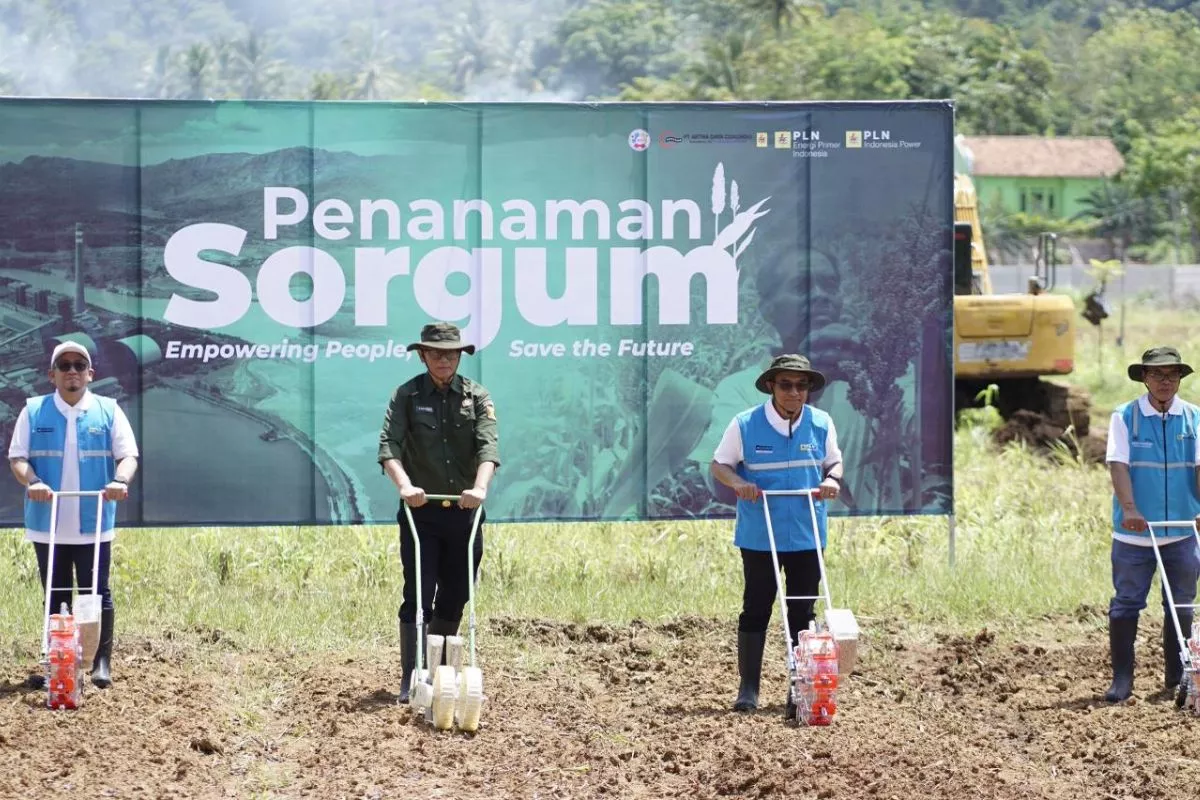 PLN EPI Kembangkan Bioenergi Sorgum untuk Mendukung Transisi Energi