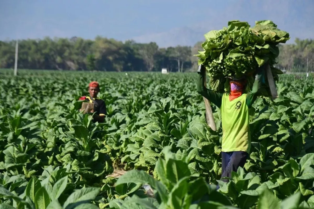 Modifikasi Nikotin Tembakau Perlu 30 Tahun, Kementan Sebut Petani Terancam
