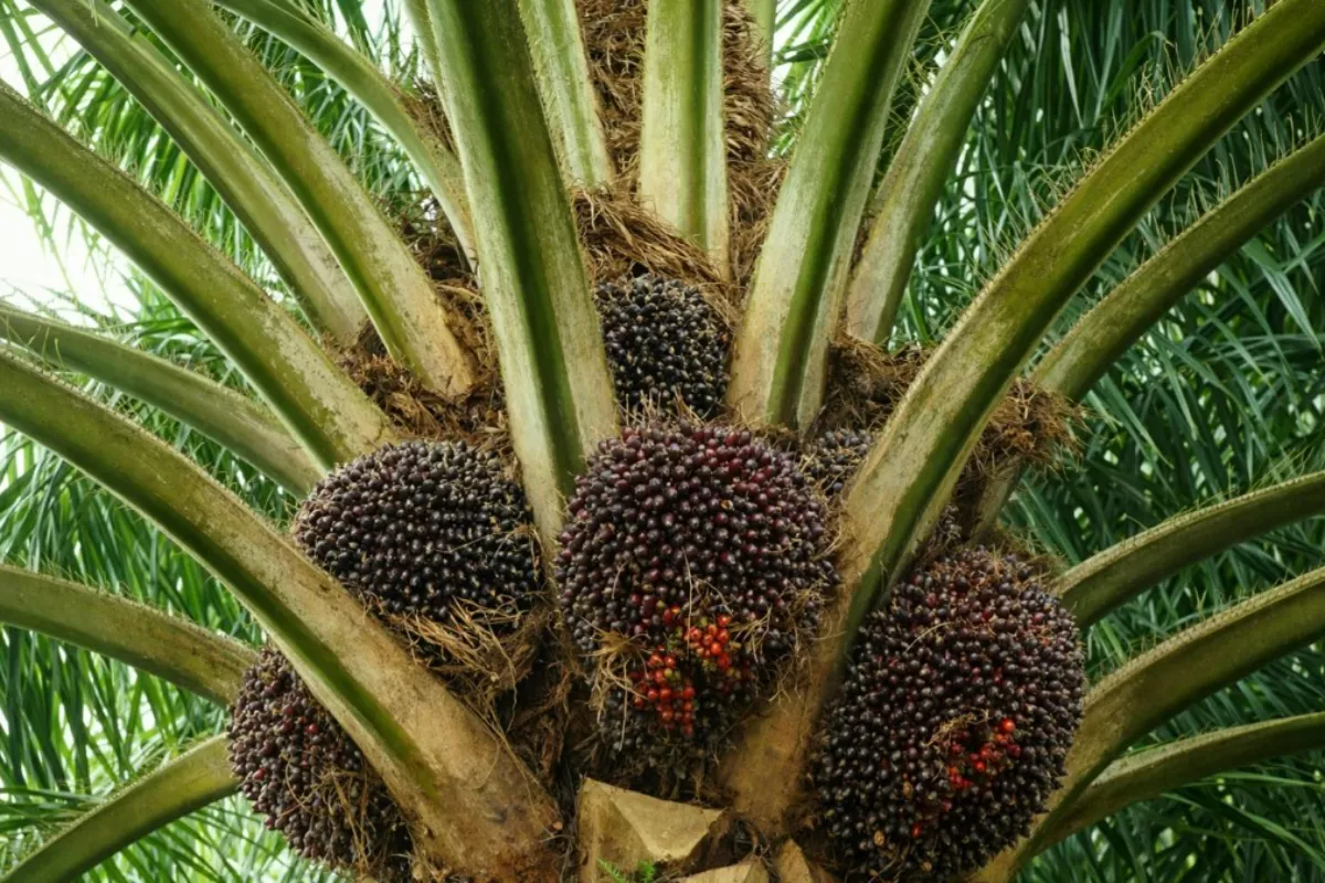 Harga CPO Berpeluang Rebound Berkat Sentimen Biodiesel Domestik