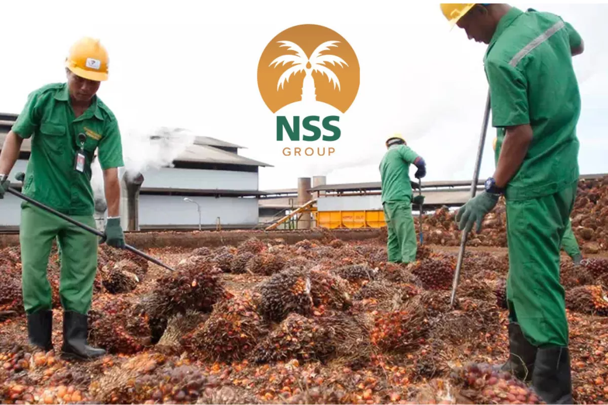 Siap-Siap, Nusantara Sawit (NSSS) Bagi Dividen Rp119 Miliar