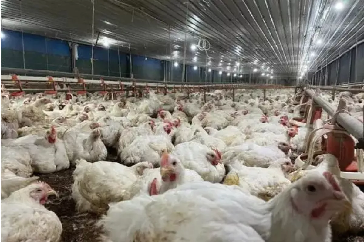 Pemerintah Patok Harga Ayam Rp19.500 dan Telur Rp24.000 Mulai 15 Juli