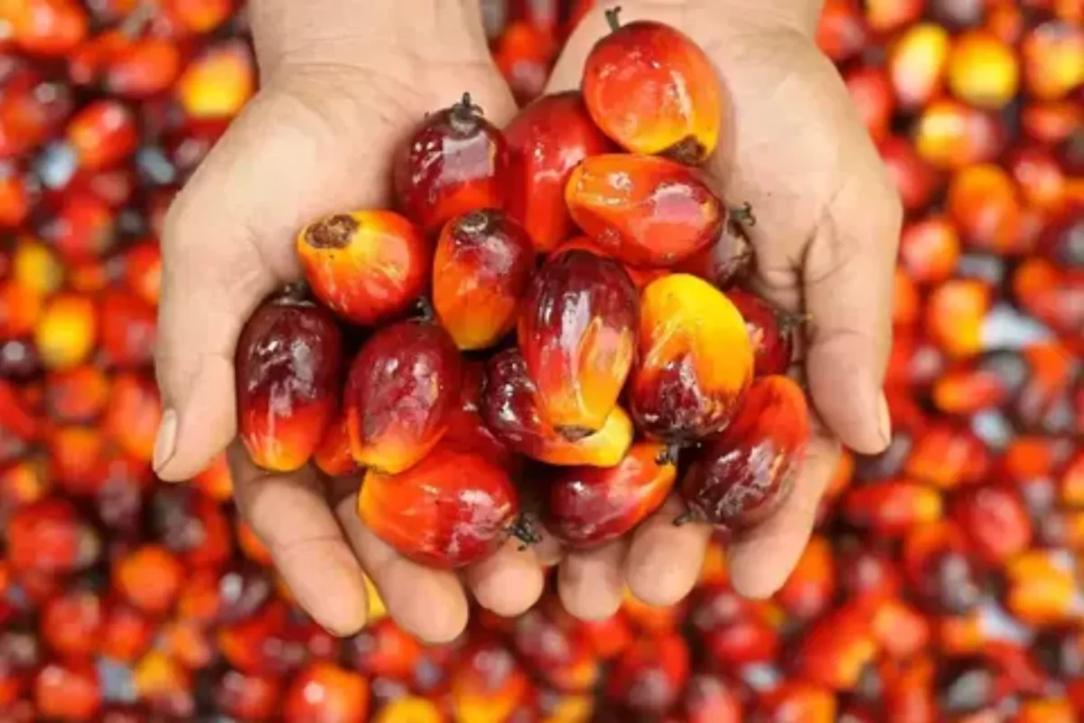 Harga CPO Turun 1,67 Persen, Dibayangi Ancaman El Nino di Malaysia