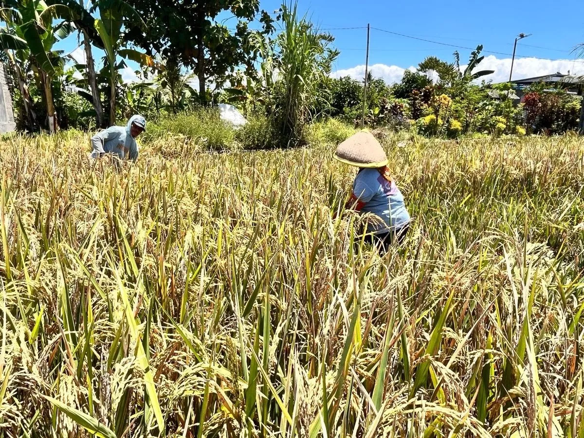 Pemerintah Siapkan Transisi Sistem Pertanian padi Rendah Emisi Karbon