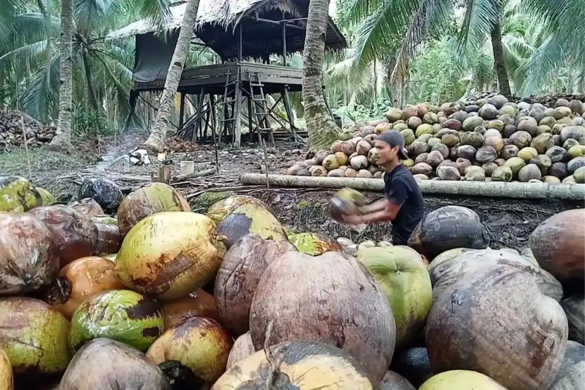 Permintaan Global Melemah, Harga Kelapa di Inhil Turun Saat Panen